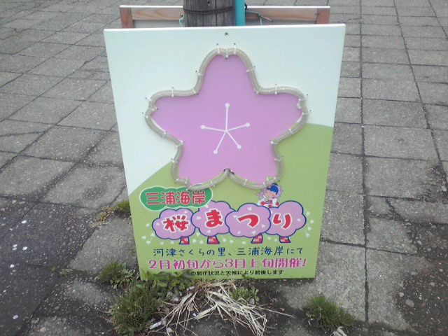 三浦海岸の桜祭り（河津桜）